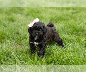 Shih-Poo Puppy for sale in NAPPANEE, IN, USA