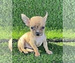 Small #1 Chihuahua