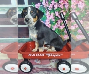 Australian Cattle Dog Puppy for sale in ELKHART, IN, USA