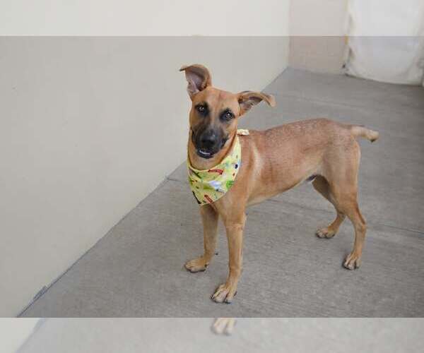 Medium Photo #1 Black Mouth Cur-Unknown Mix Puppy For Sale in McKinney, TX, USA
