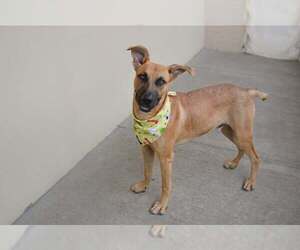 Black Mouth Cur-Unknown Mix Dogs for adoption in McKinney, TX, USA