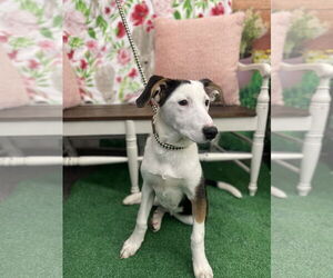 Borador Dogs for adoption in Pottstown, PA, USA