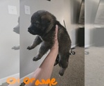 Puppy Puppy 4 German Shepherd Dog
