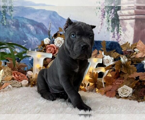 Medium Photo #5 Cane Corso Puppy For Sale in OOLOGAH, OK, USA