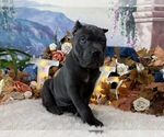 Small #4 Cane Corso