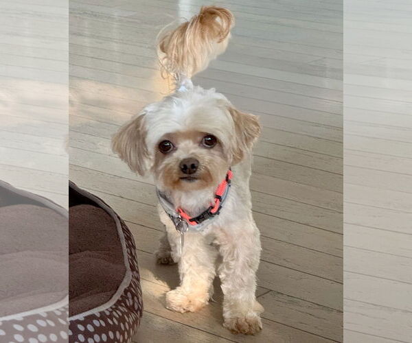 Medium Photo #1 Shih-Poo Puppy For Sale in Corona, CA, USA