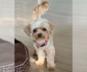 Shih-Poo Dogs for adoption in Corona, CA, USA