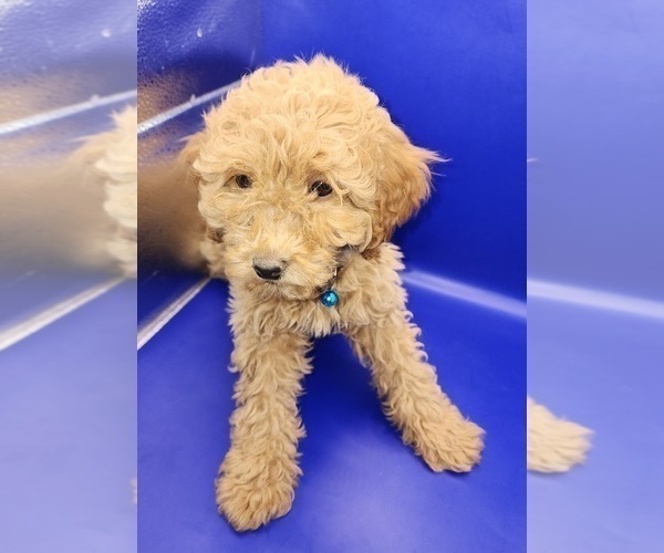 Medium Photo #6 Poodle (Miniature) Puppy For Sale in BLUE MOUND, TX, USA