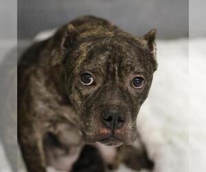 American Staffordshire Terrier-Unknown Mix Dogs for adoption in San Antonio, TX, USA