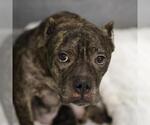 LUCY - Female American Staffordshire Terrier-Unknown Mix Dog for Adoption - Small photo