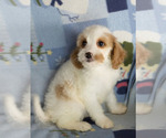 Small Photo #5 Cavapoo Puppy For Sale in MILWAUKEE, WI, USA