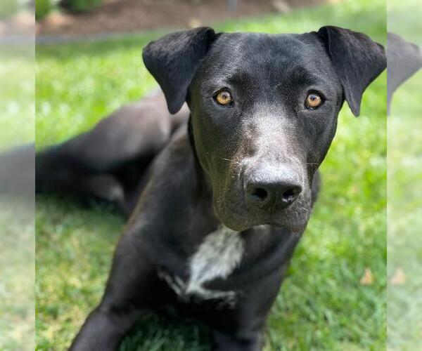 Medium Photo #2 Labrador Retriever-Unknown Mix Puppy For Sale in San Diego, CA, USA