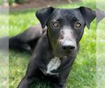 Small #1 Labrador Retriever Mix