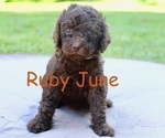 Puppy Ruby June Goldendoodle