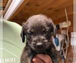 Small #2 Golden Retriever Mix