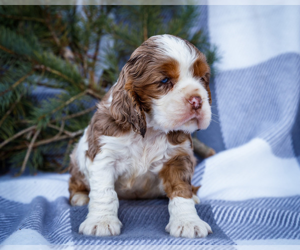 Medium Photo #4 Cocker Spaniel Puppy For Sale in WAKARUSA, IN, USA
