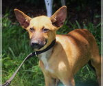 Small #2 German Shepherd Dog Mix