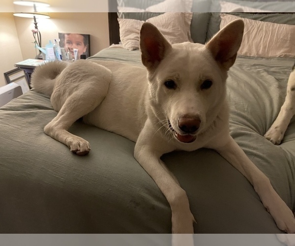 Medium Photo #1 Akita Puppy For Sale in FONTANA, CA, USA