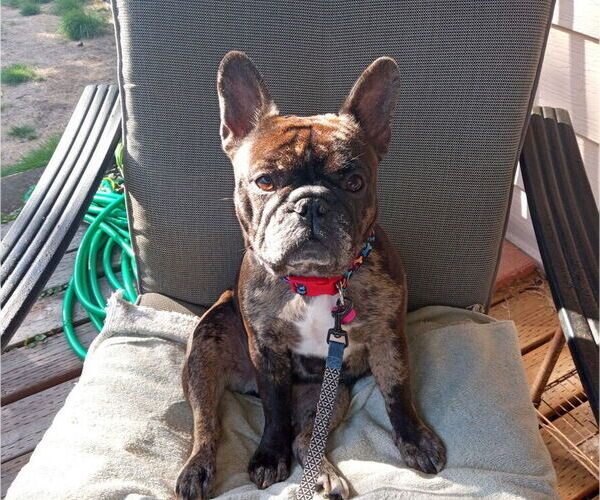 Medium Photo #1 Faux Frenchbo Bulldog Puppy For Sale in HOODSPORT, WA, USA