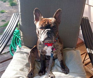 Mother of the Faux Frenchbo Bulldog puppies born on 03/07/2026