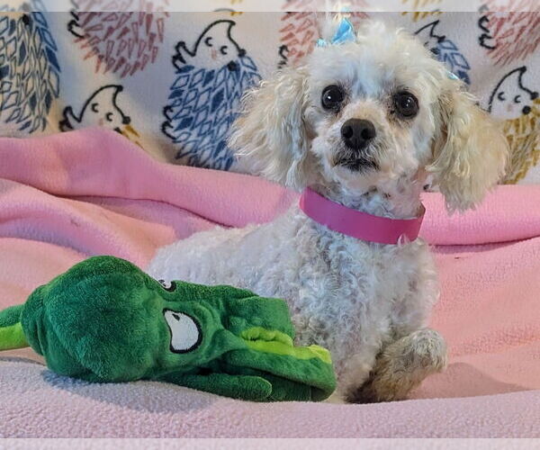 Medium Photo #2 Poodle (Toy) Puppy For Sale in Bon Carbo, CO, USA