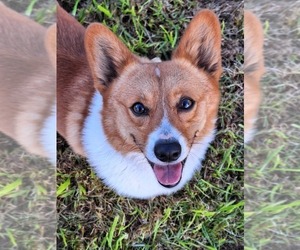 Father of the Pembroke Welsh Corgi puppies born on 12/21/2024