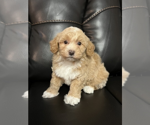 Medium Photo #2 Maltipoo Puppy For Sale in LANCASTER, KY, USA