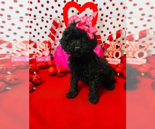 Medium Photo #3 Poodle (Miniature)-Poodle (Toy) Mix Puppy For Sale in INDIANAPOLIS, IN, USA
