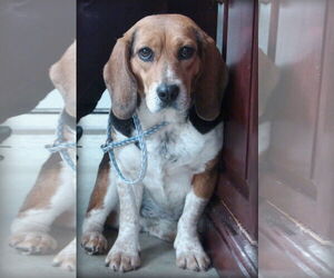 Beagle Dogs for adoption in Holly Springs, MS, USA