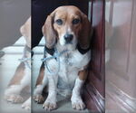 Small Beagle