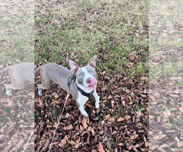 Medium Photo #7 American Pit Bull Terrier-Unknown Mix Puppy For Sale in Germantown, OH, USA