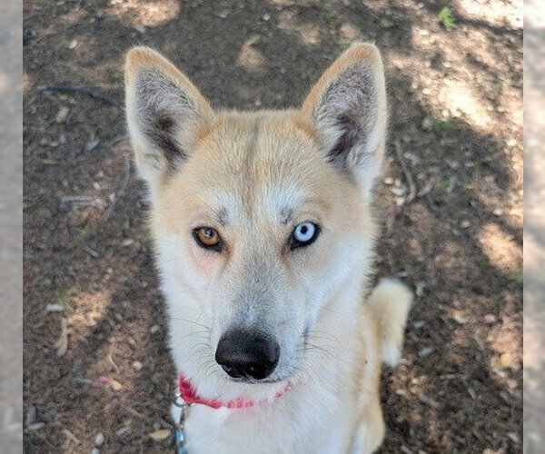 Medium Photo #2 Siberian Husky-Unknown Mix Puppy For Sale in Martinez, CA, USA
