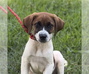 Beagle Dogs for adoption in Yardley, PA, USA