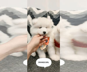 Samoyed Puppy for sale in SANTA ANA, CA, USA