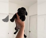 Small Photo #2 Pug Puppy For Sale in DEL VALLE, TX, USA