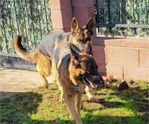 Father of the German Shepherd Dog puppies born on 04/01/2025