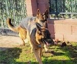 Small Photo #1 German Shepherd Dog Puppy For Sale in INGLEWOOD, CA, USA