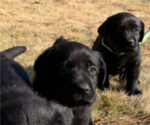 Small Photo #3 Labrador Retriever Puppy For Sale in ATHENS, GA, USA