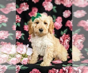 Double Doodle Puppy for sale in CHRISTIANA, PA, USA