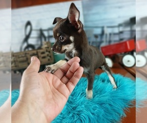 Chihuahua Puppy for sale in CARTHAGE, TX, USA