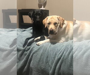 Labrador Retriever-Unknown Mix Dogs for adoption in Fort Collins, CO, USA
