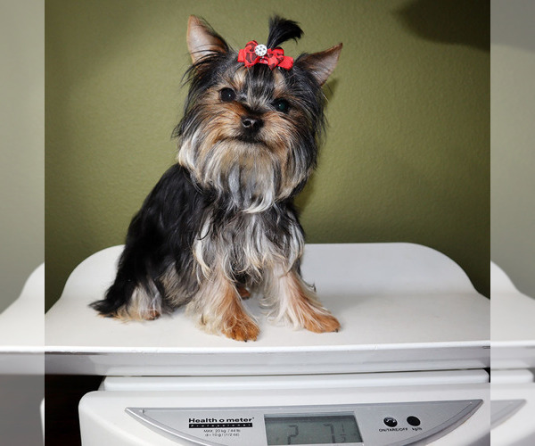 Medium Photo #5 Yorkshire Terrier Puppy For Sale in LOS ANGELES, CA, USA