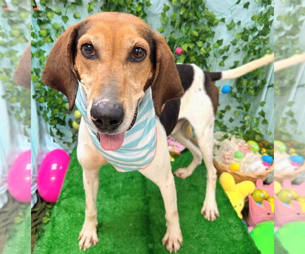 Medium Photo #8 American Foxhound-Treeing Walker Coonhound Mix Puppy For Sale in Bryant, AR, USA