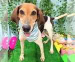 Small #7 American Foxhound-Treeing Walker Coonhound Mix