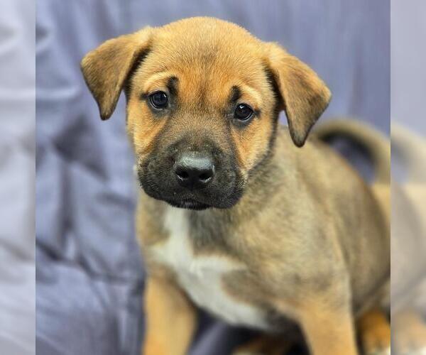 Medium Photo #1 Labrador Retriever-Unknown Mix Puppy For Sale in San Diego, CA, USA