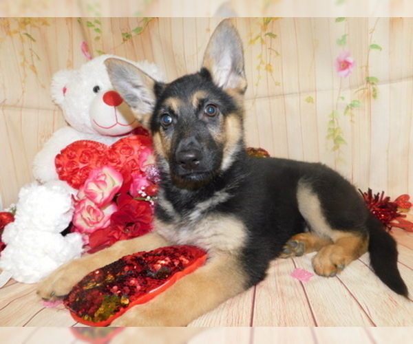 Medium Photo #1 German Shepherd Dog Puppy For Sale in HAMMOND, IN, USA