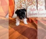 Image preview for Ad Listing. Nickname: Oreo