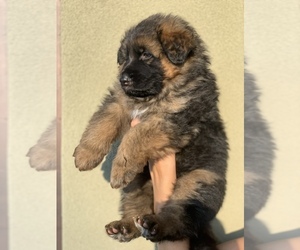 German Shepherd Dog Litter for sale in PINON HILLS, CA, USA