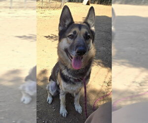 German Shepherd Dog Dogs for adoption in Sacramento, CA, USA