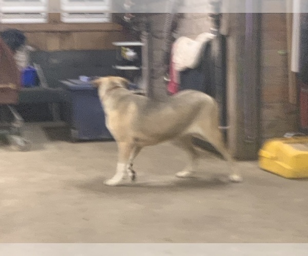 Medium Photo #7 Great Dane-Labrador Retriever Mix Puppy For Sale in CHESAPEAK BCH, MD, USA